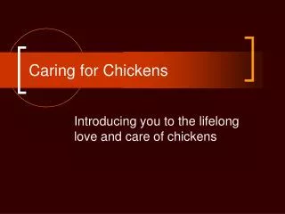 Caring for Chickens