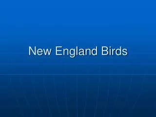 New England Birds