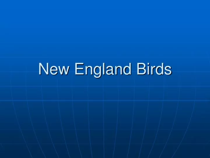 new england birds