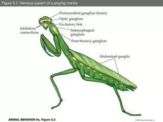 Figure 5.2 Nervous system of a praying mantis