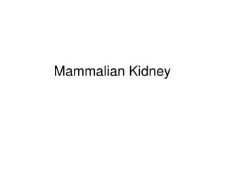 Mammalian Kidney