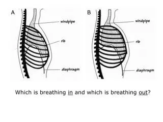 Which is breathing in and which is breathing out ?
