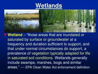 Wetlands