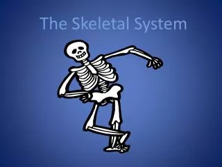 The Skeletal System