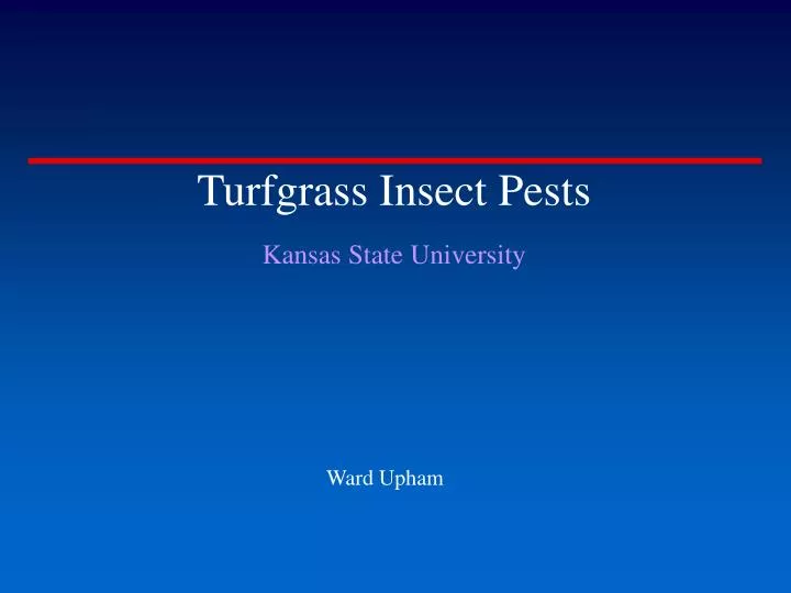 turfgrass insect pests