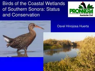 Birds of the Coastal Wetlands of Southern Sonora: Status and Conservation