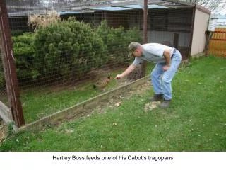 Hartley Boss feeds one of his Cabot’s tragopans
