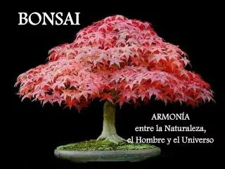 bonsai