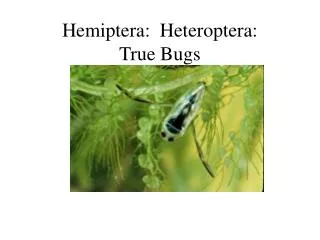 Hemiptera: Heteroptera: True Bugs