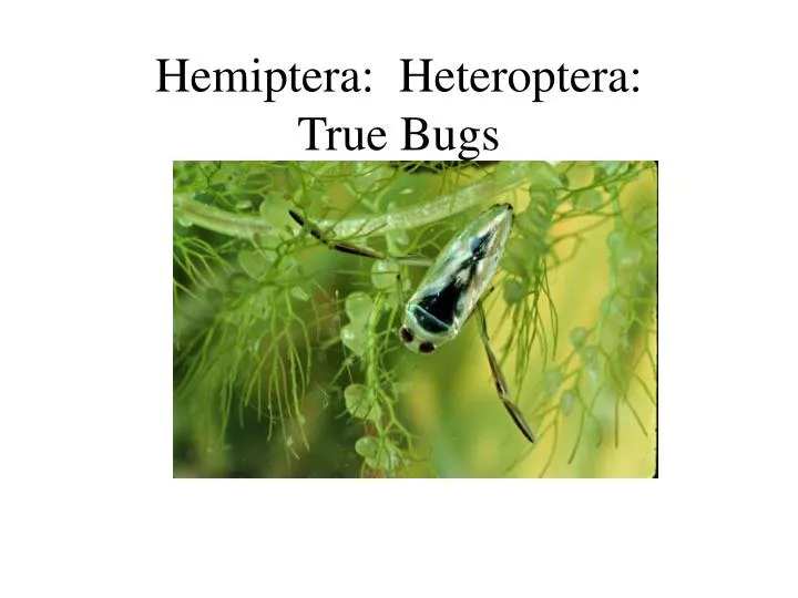 hemiptera heteroptera true bugs