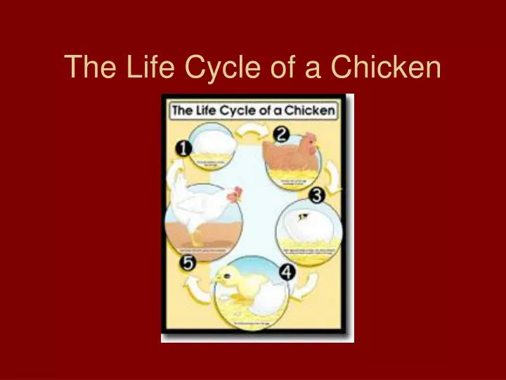 the life cycle of a chicken