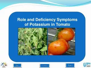 Role and Deficiency Symptoms of Potassium in Tomato