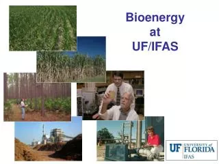 Bioenergy at UF/IFAS