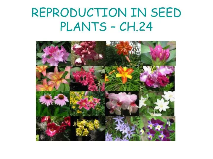 reproduction in seed plants ch 24