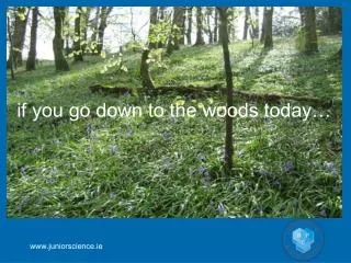 if you go down to the woods today…