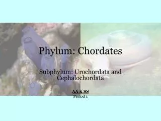 Phylum: Chordates