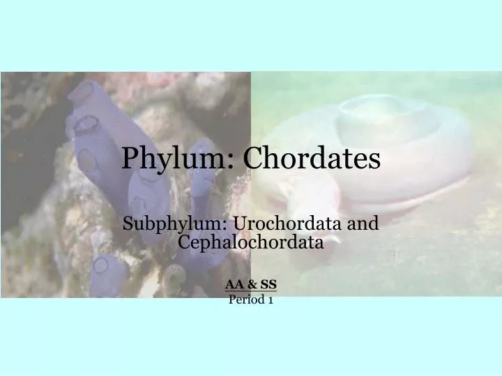 phylum chordates