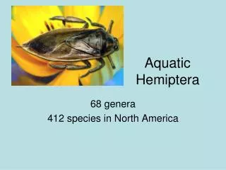 Aquatic Hemiptera