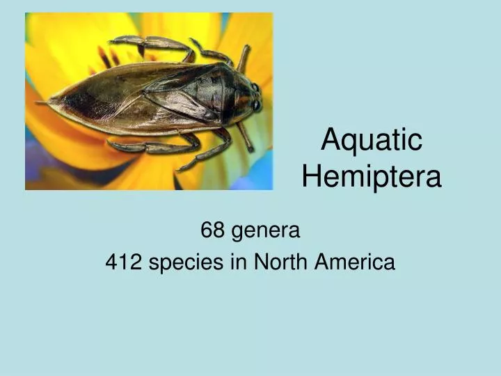 aquatic hemiptera