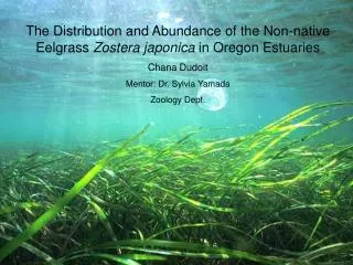 The Distribution and Abundance of the Non-native Eelgrass Zostera japonica in Oregon Estuaries Chana Dudoit Mentor: D