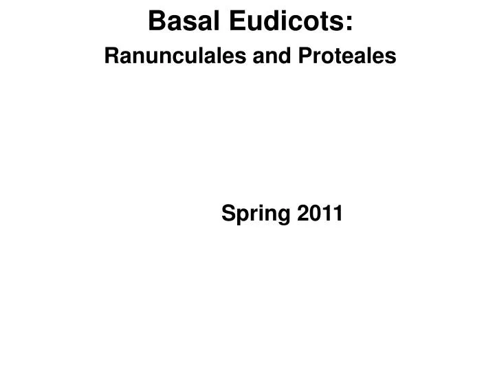 basal eudicots ranunculales and proteales