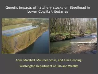 Genetic impacts of hatchery stocks on Steelhead in Lower Cowlitz tributaries