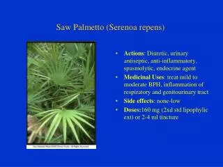 Saw Palmetto (Serenoa repens)
