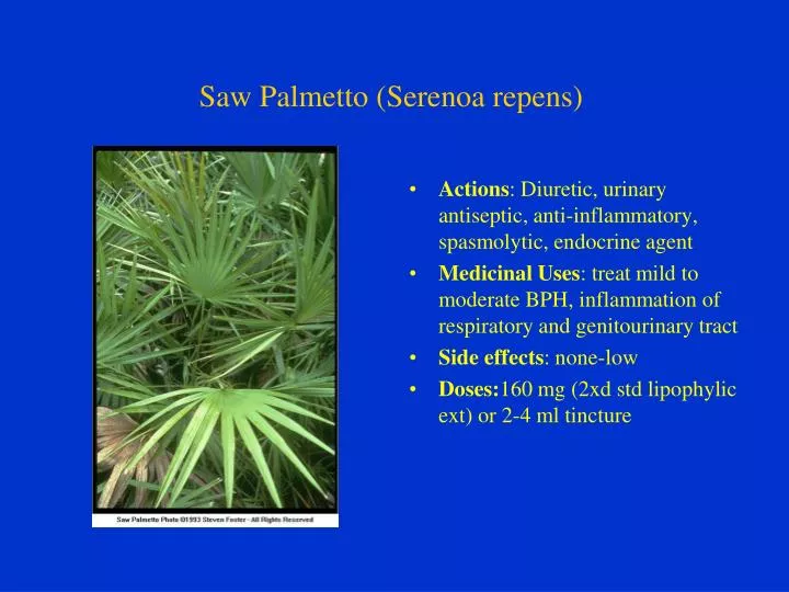 saw palmetto serenoa repens