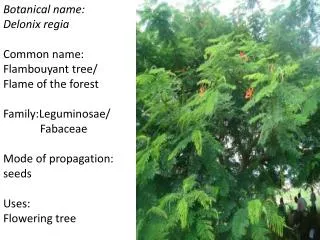 Botanical name: Delonix regia Common name: Flambouyant tree/ Flame of the forest Family:Leguminosae/ Fabace