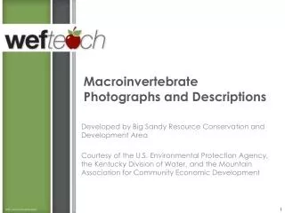 Macroinvertebrate Photographs and Descriptions
