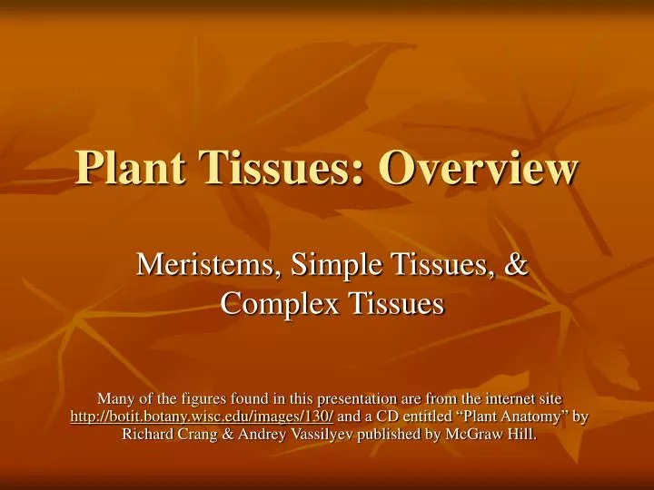 plant tissues overview