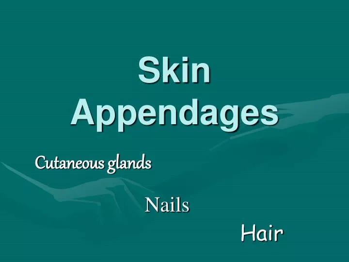 skin appendages