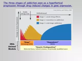 The three stages of addiction seen as a hypothetical progression through drug-induced changes in gene expression.