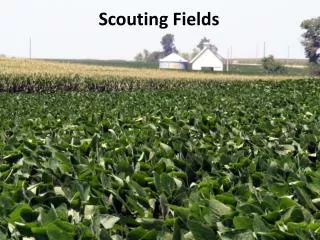 Scouting Fields