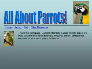 All About Parrots!