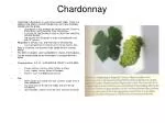 Chardonnay - slide 1