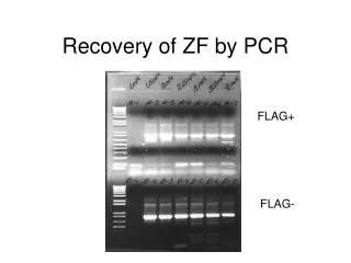Recovery of ZF by PCR