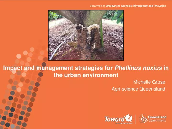 impact and management strategies for phellinus noxius in the urban environment