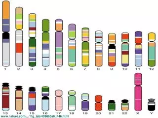 DNA Technology and the Human Genome