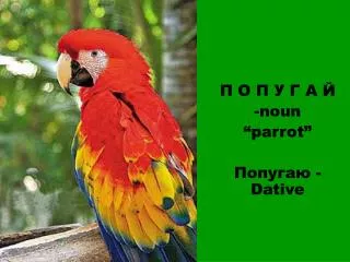 noun parrot dative