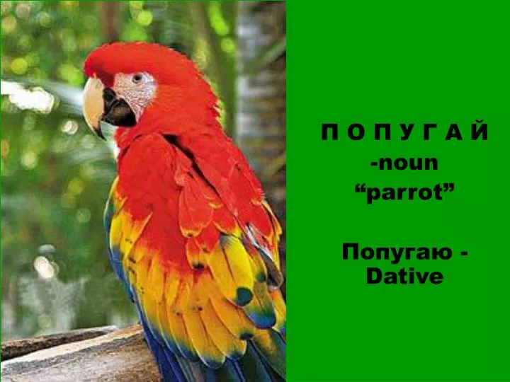 noun parrot dative