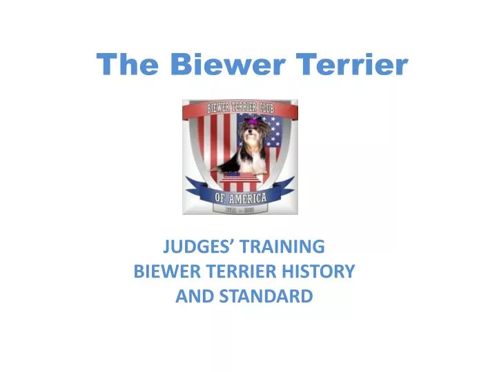 the biewer terrier