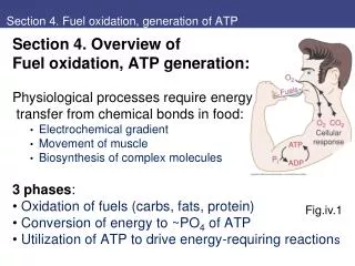 Section 4. Fuel oxidation, generation of ATP