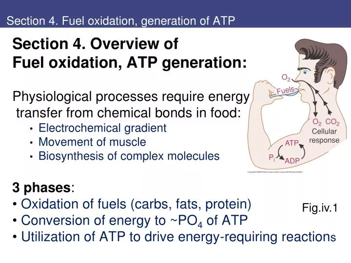 section 4 fuel oxidation generation of atp