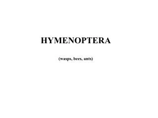 HYMENOPTERA (wasps, bees, ants)