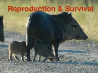 Reproduction &amp; Survival