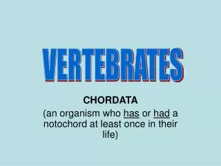 CHORDATA (an organism who has or had a notochord at least once in their life)