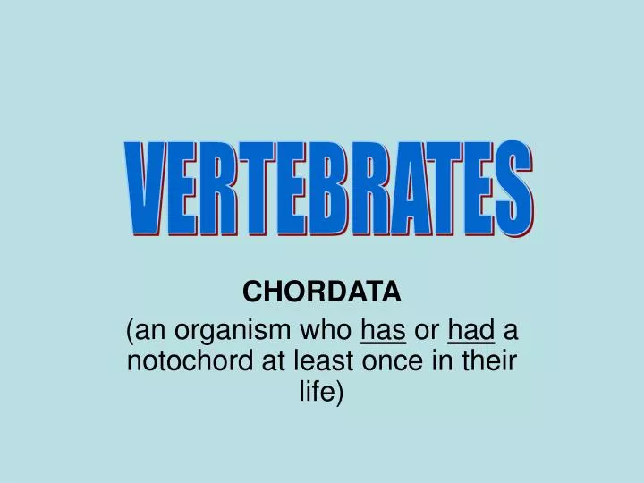 chordata an organism who has or had a notochord at least once in their life