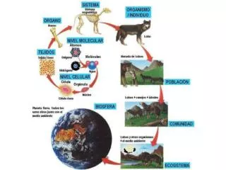 Ecosistema: sistema natural formado por un conjunto de organismos vivos ( biocenosis ) y el medio físico donde se relac