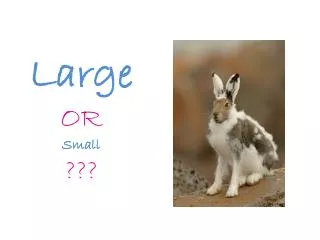 Large OR Small ???